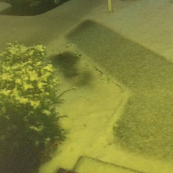 Meet your Posher, Robin - Picture 1 of 1